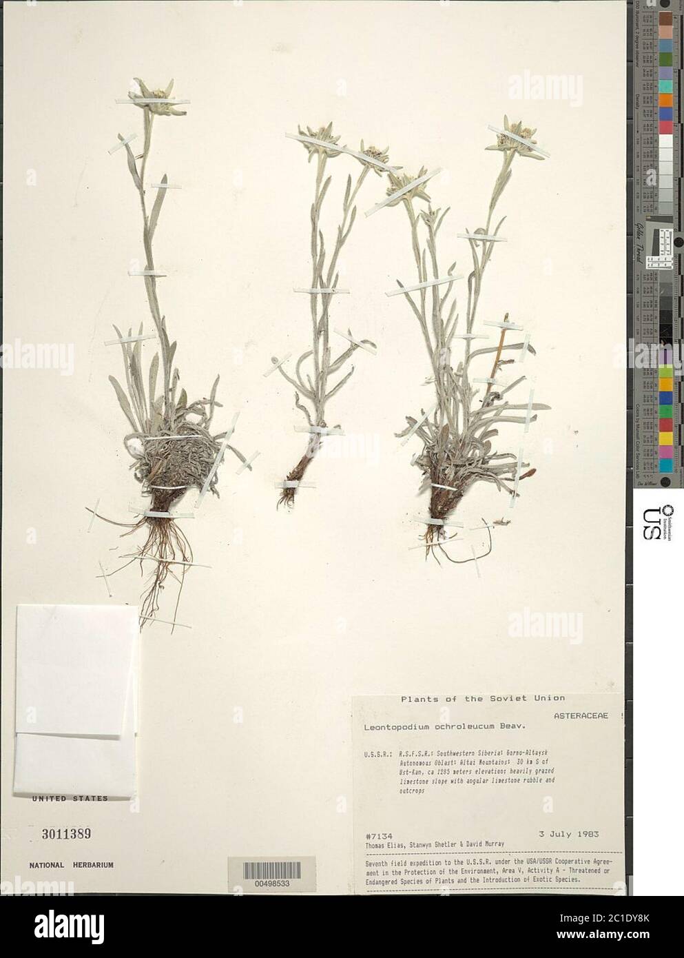 Leontopodium ochroleucum Beauverd Leontopodium ochroleucum Beauverd. Stock Photo