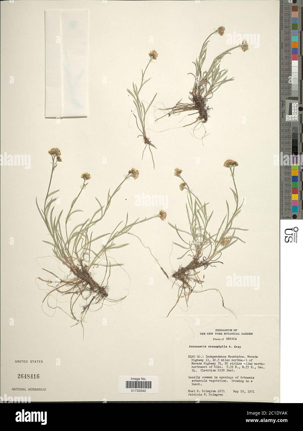 Antennaria stenophylla A Gray A Gray Antennaria stenophylla A Gray A Gray. Stock Photo