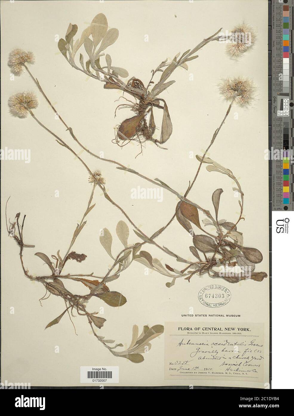 Antennaria occidentalis Greene Antennaria occidentalis Greene. Stock Photo