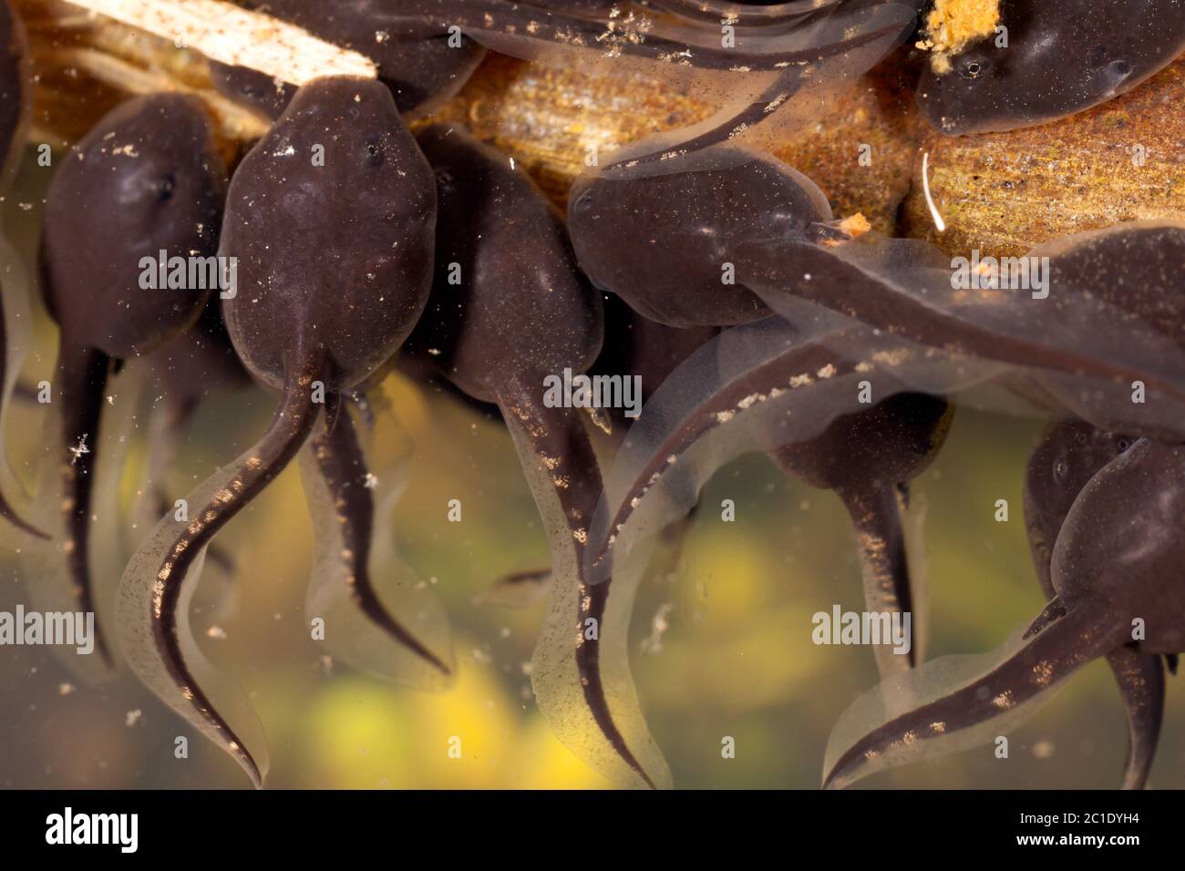 Tadpoles pollywog porwigle amphibian larval stage Stock Photo - Alamy