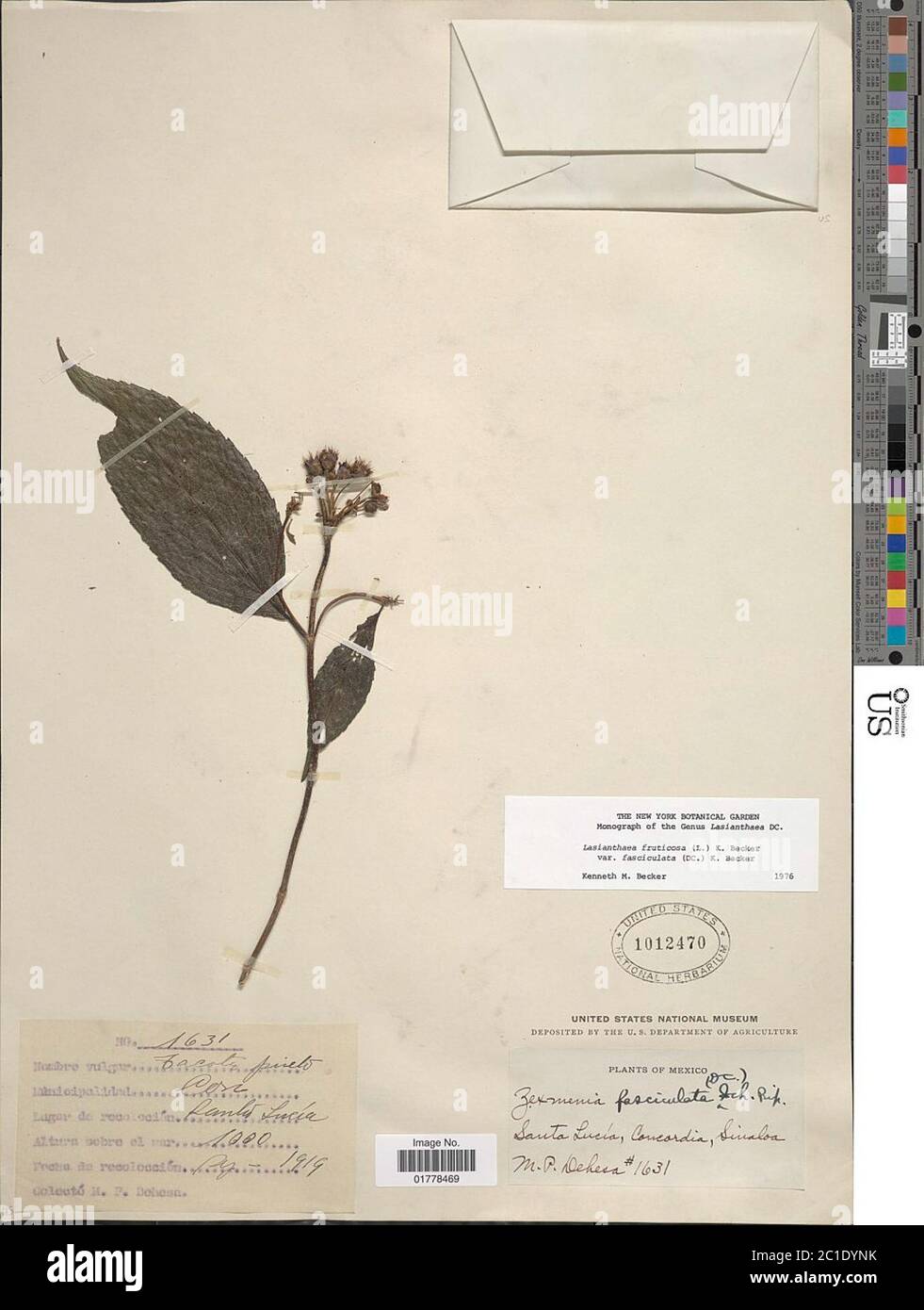 Lasianthaea fruticosa var fasciculata Lasianthaea fruticosa var fasciculata. Stock Photo