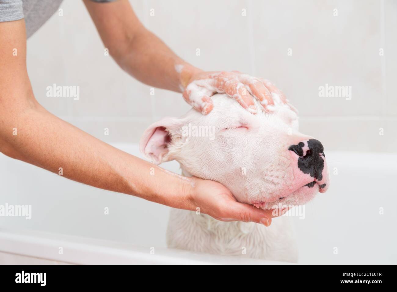 Bubble Bath a lovely dog dogo argentino Stock Photo