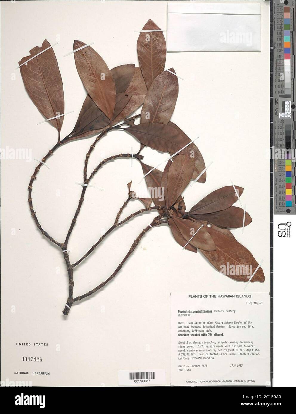 Wagner5438.jpg Psychotria greenwelliae Fosberg. Stock Photo