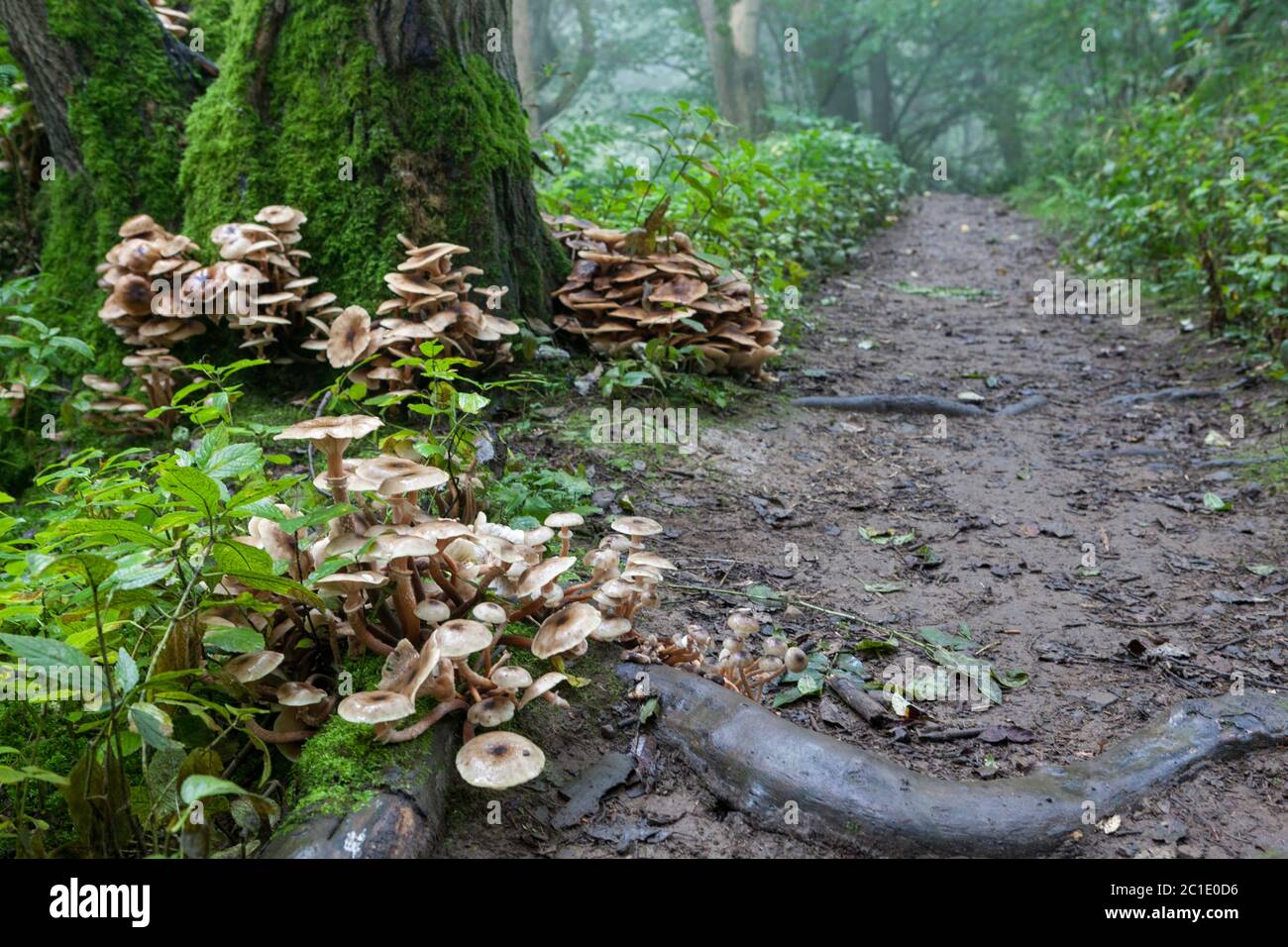 Autumn view of sulphur tuft mushrooms growing on a moss covered tree trunk next to a path Stock Photo