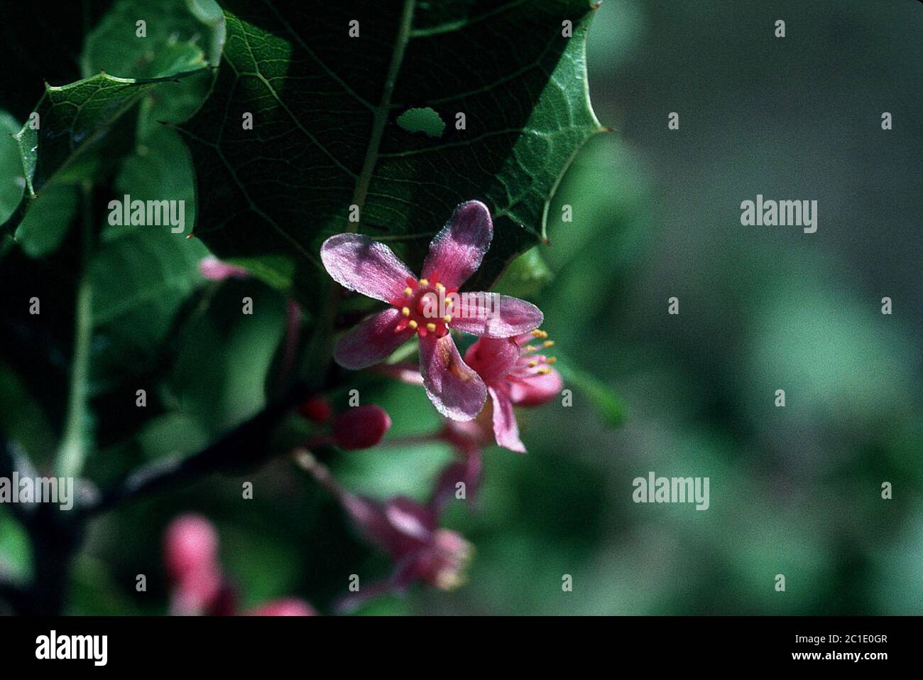 Casearia ilicifolia Vent Casearia ilicifolia Vent. Stock Photo