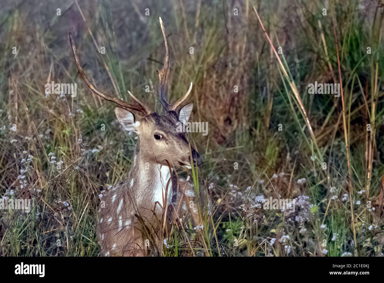 Portrait of young male chital or cheetal (Axis axis), also known as