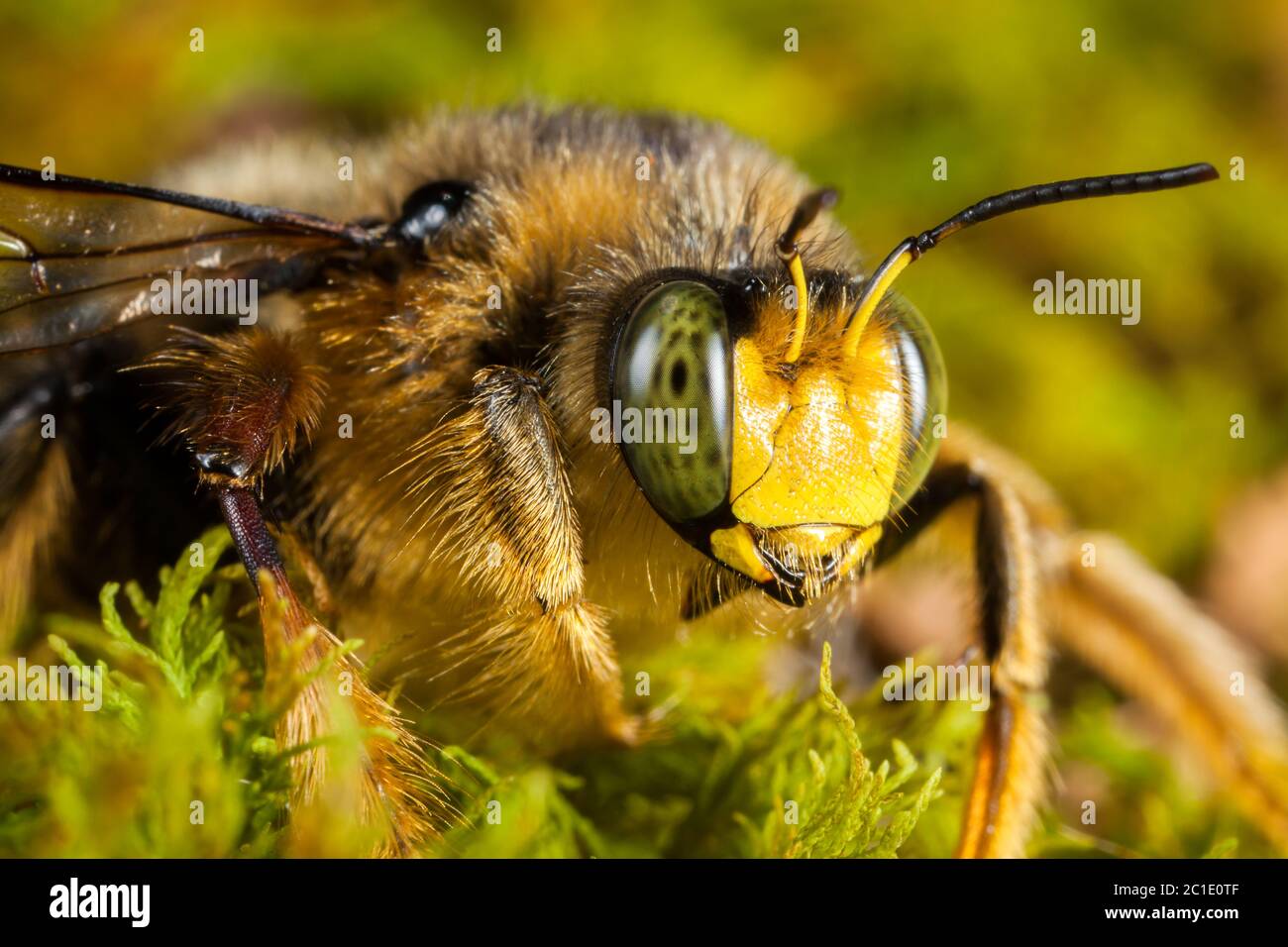 High magnification bumblebee face portrait compound eyes Stock Photo Alamy