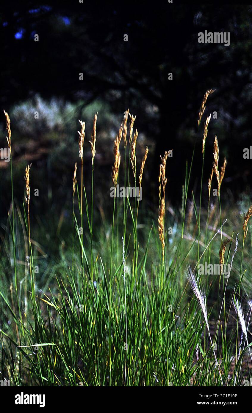 Bromus inermis leyss hi-res stock photography and images - Alamy