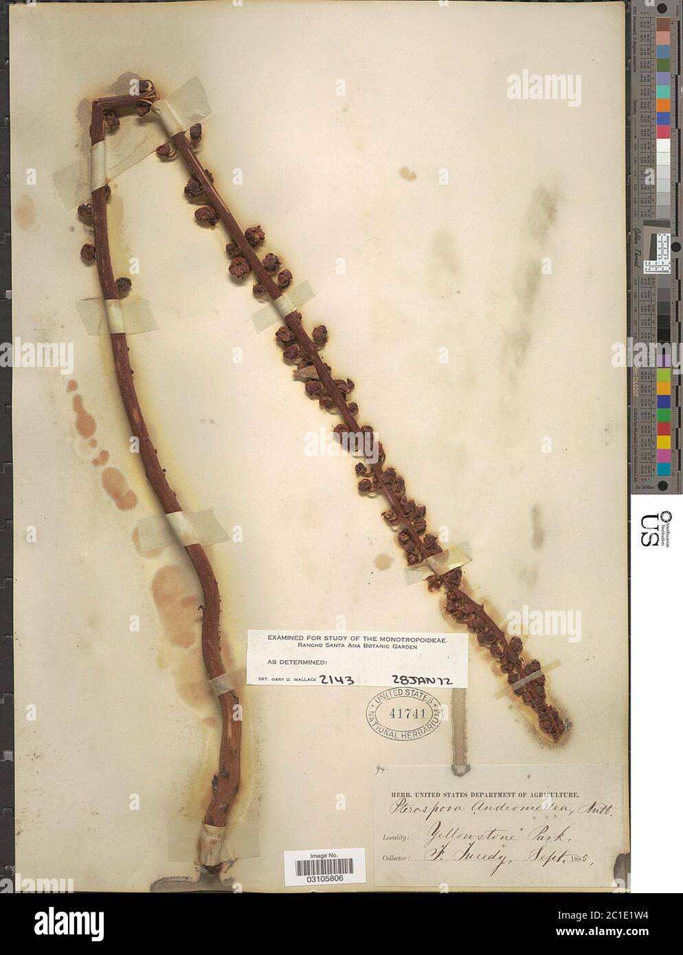 Pterospora andromedea Nutt Pterospora andromedea Nutt. Stock Photo
