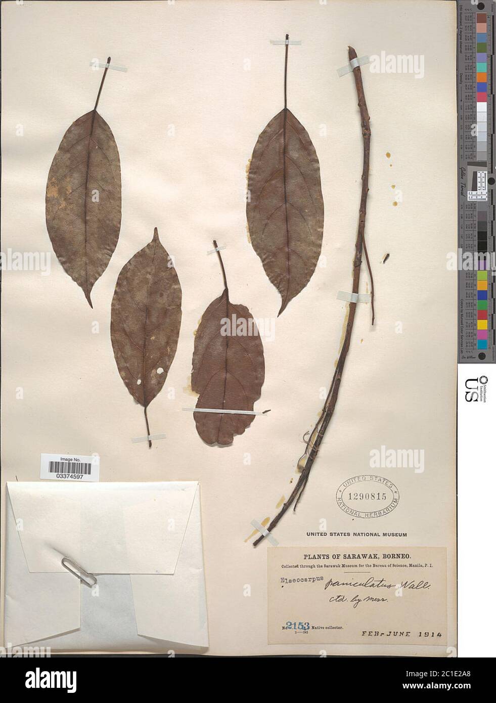 Elaeocarpus paniculatus Elaeocarpus paniculatus. Stock Photo