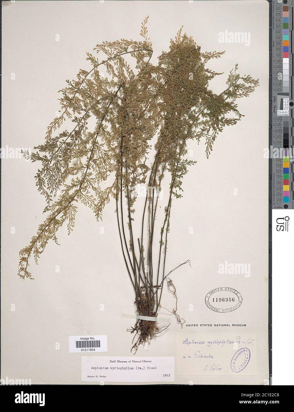 Asplenium myriophyllum Sw C Presl Asplenium myriophyllum Sw C Presl. Stock Photo