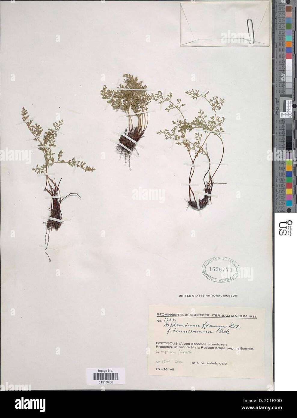 Asplenium fissum Willd Asplenium fissum Willd. Stock Photo