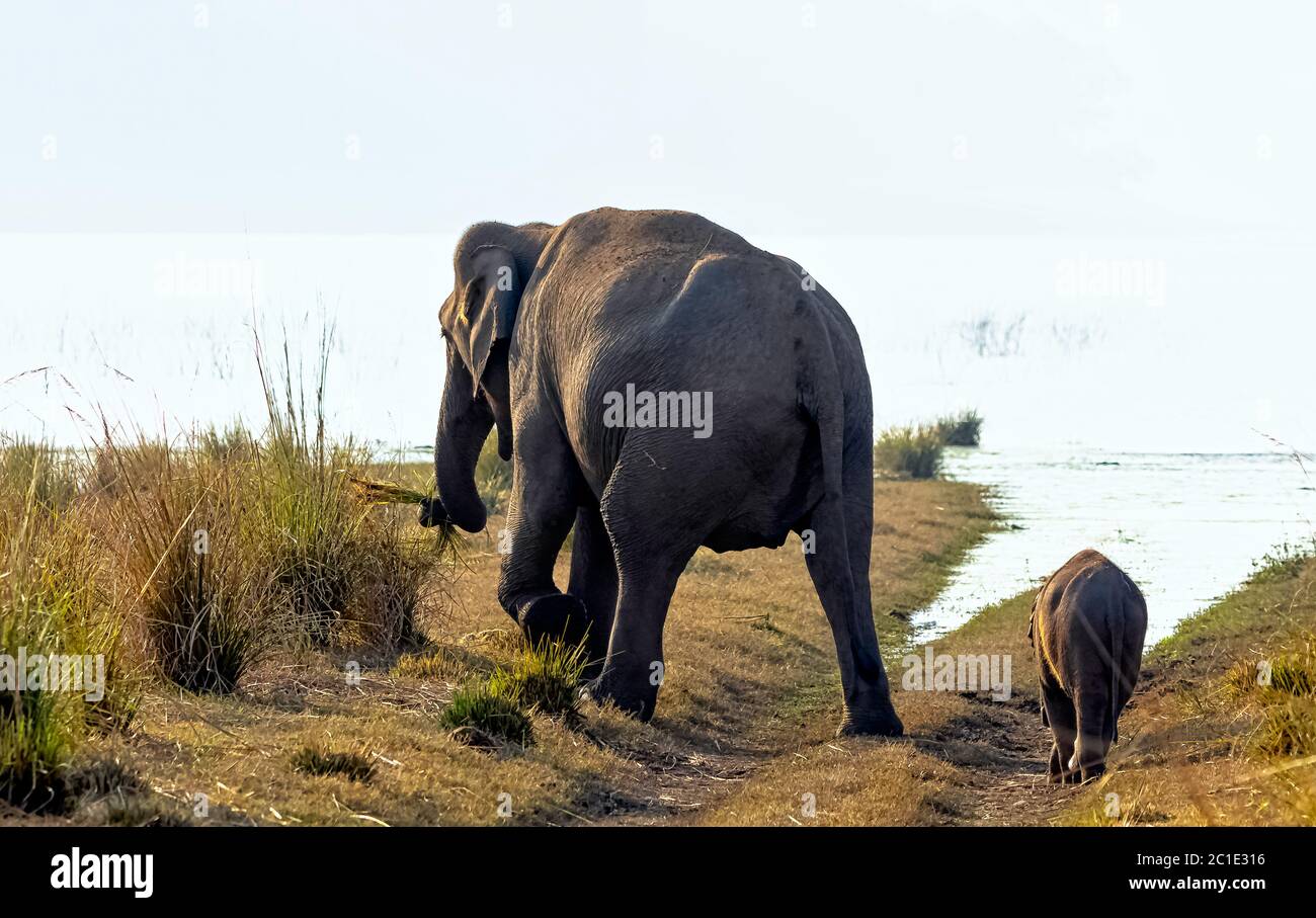 Baby and mother Indian elephants (Elephas maximus indicus) with Ramganga Reservoir in background - Jim Corbett National Park, India Stock Photo