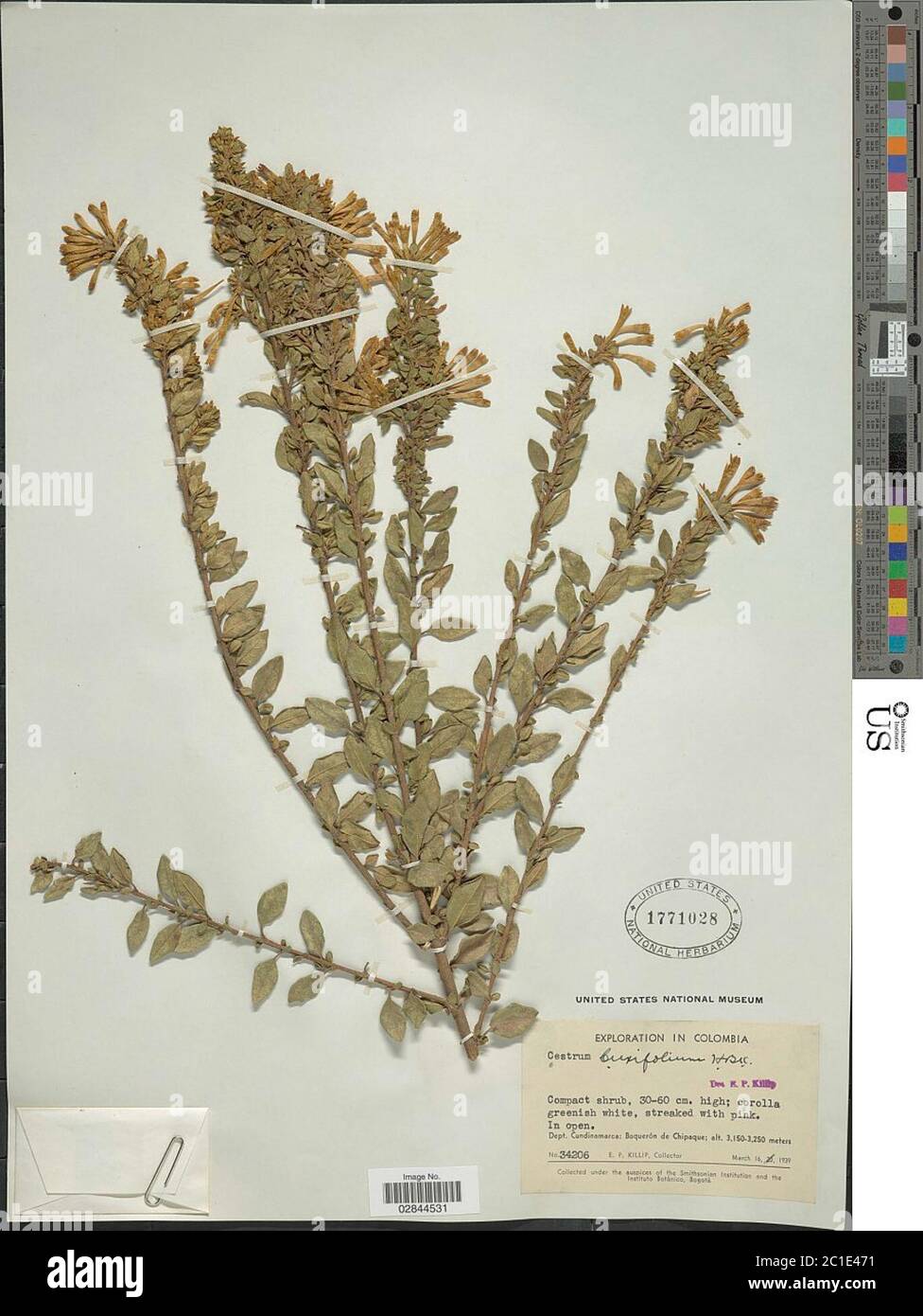 Cestrum buxifolium Kunth Cestrum buxifolium Kunth. Stock Photo