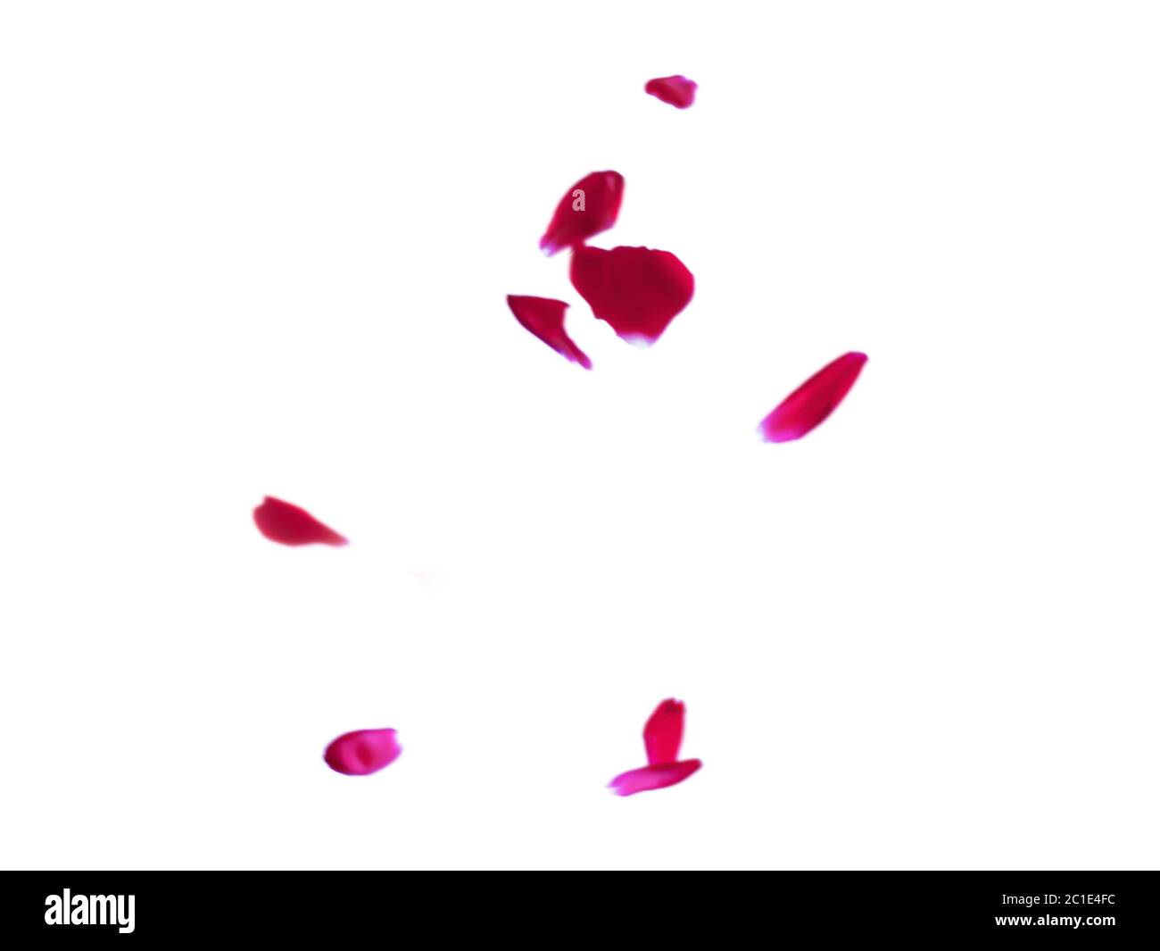 Falling rose petals isolated on white, rose petals overlay Stock Photo