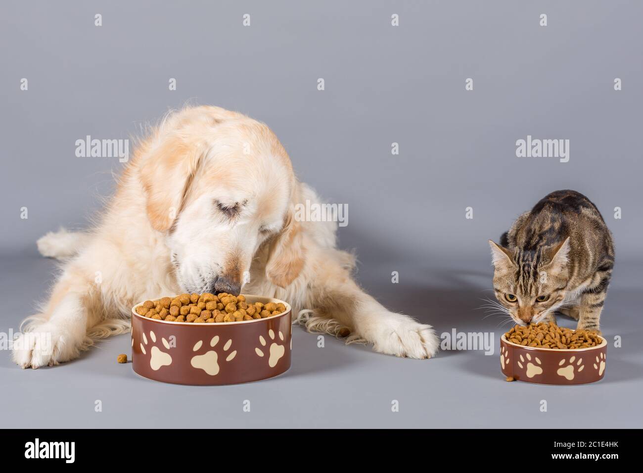 Dog and cat eating dry food in bowls Stock Photo Alamy