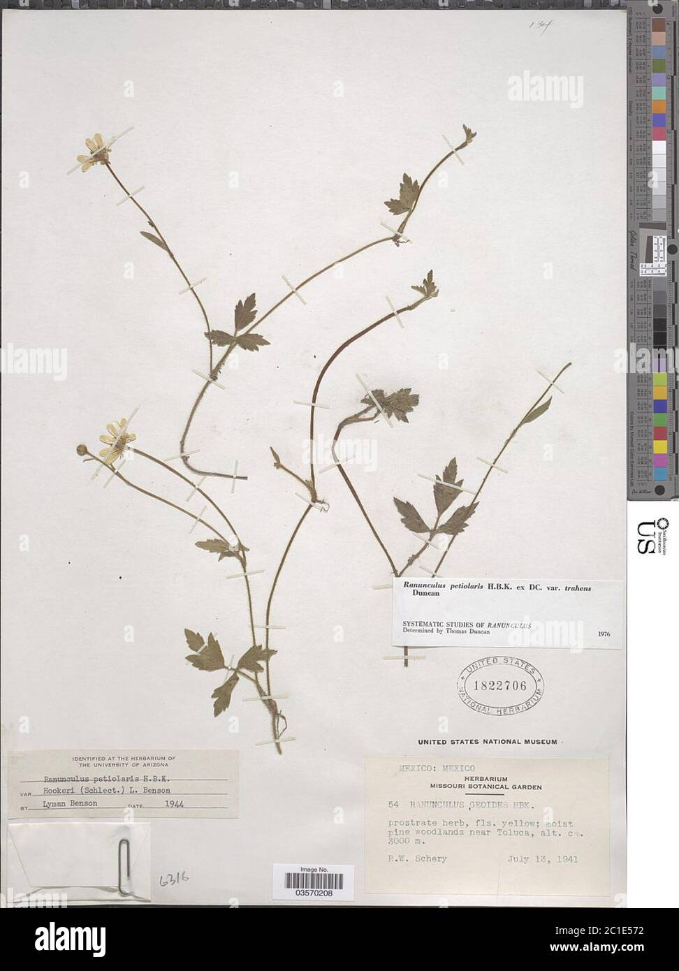 Ranunculus petiolaris var trahens Kunth ex DC Ranunculus petiolaris var trahens Kunth ex DC. Stock Photo