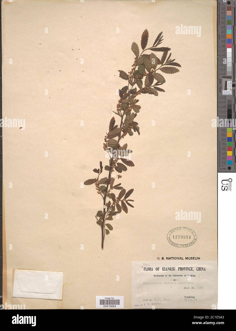 Hemiptelea davidii Hemiptelea davidii Stock Photo - Alamy