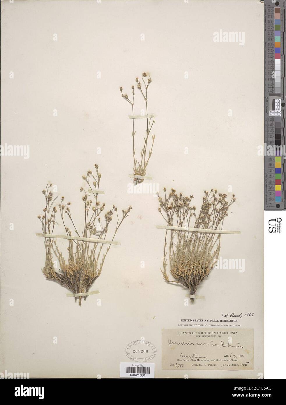 Arenaria ursina BL Rob Arenaria ursina BL Rob. Stock Photo