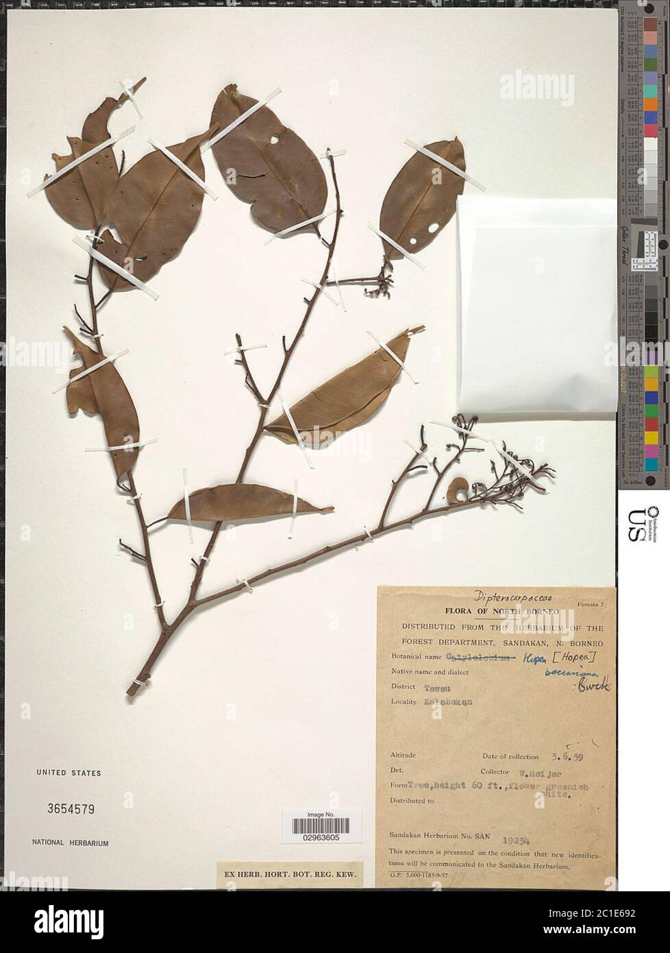 Hopea beccariana Burck Hopea beccariana Burck Stock Photo Alamy