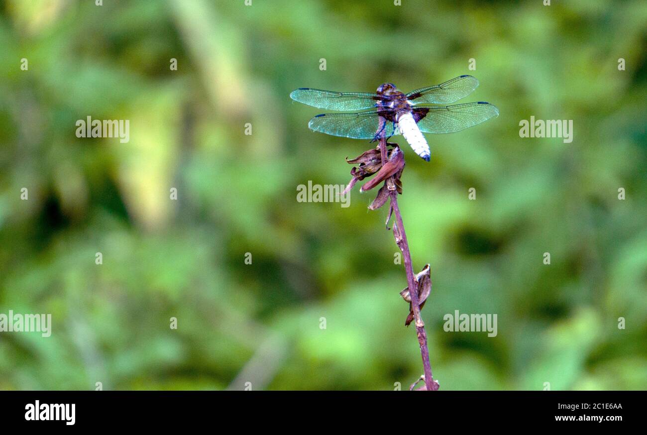 Dragonfly on a branch Stock Photo - Alamy