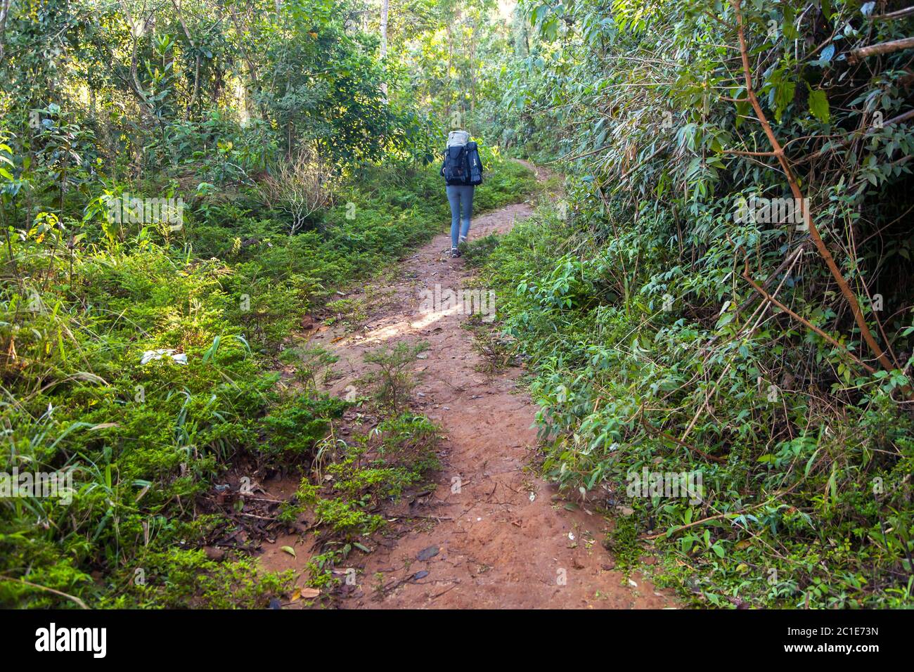 People on trekking trail in rain forest - Brazil Stock Photo