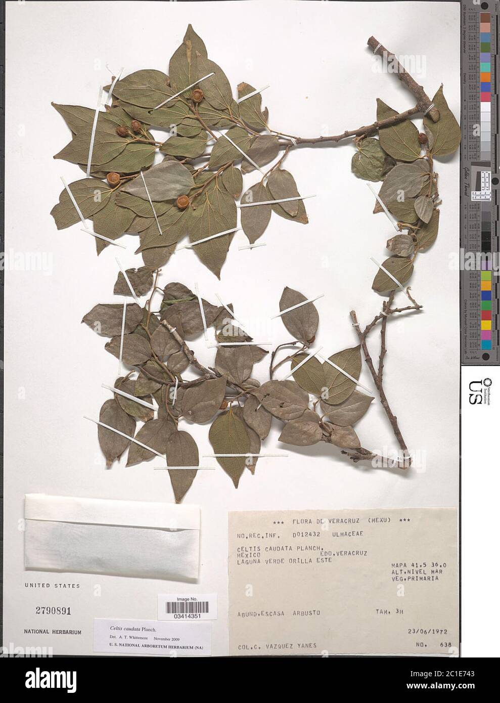 Celtis caudata Celtis caudata. Stock Photo
