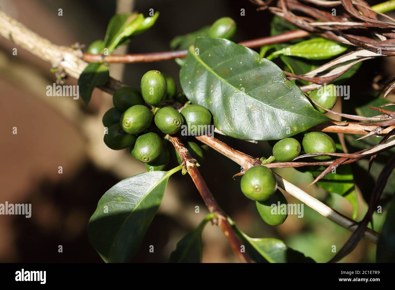 Coffee cherries on the coffee bush Stock Photo