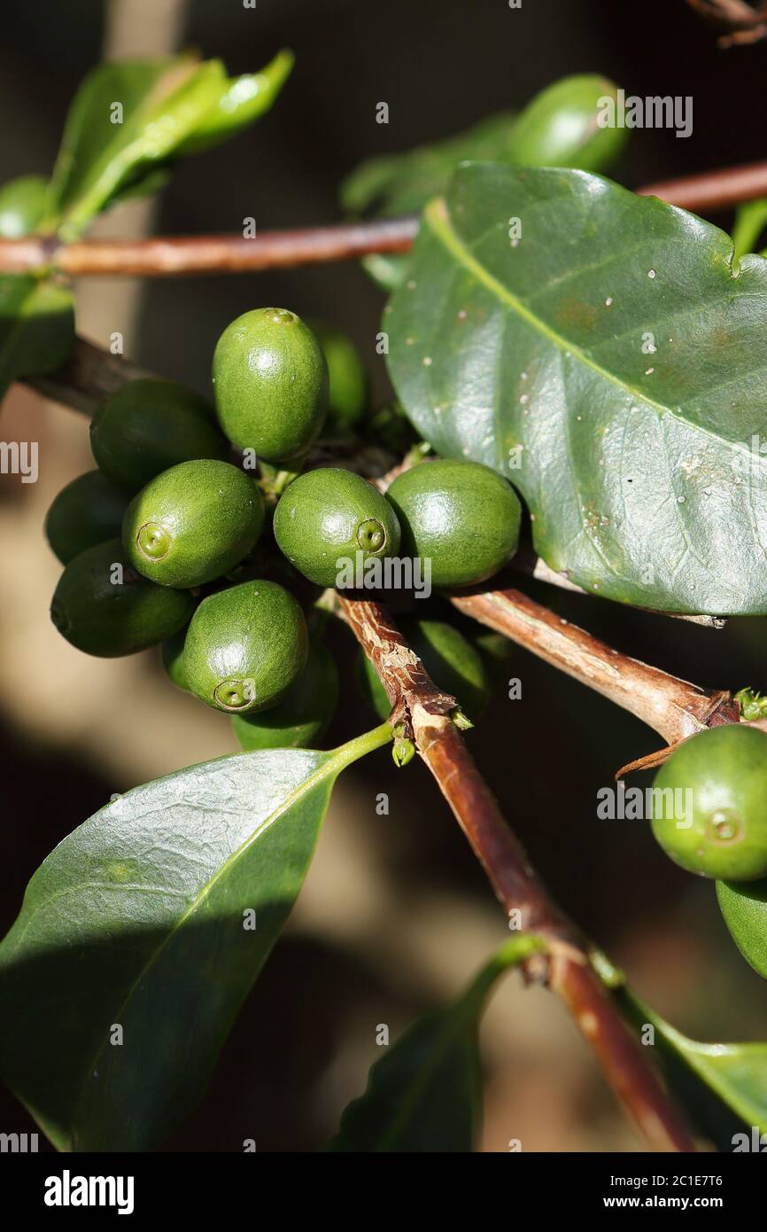 Coffee cherries on the coffee bush Stock Photo