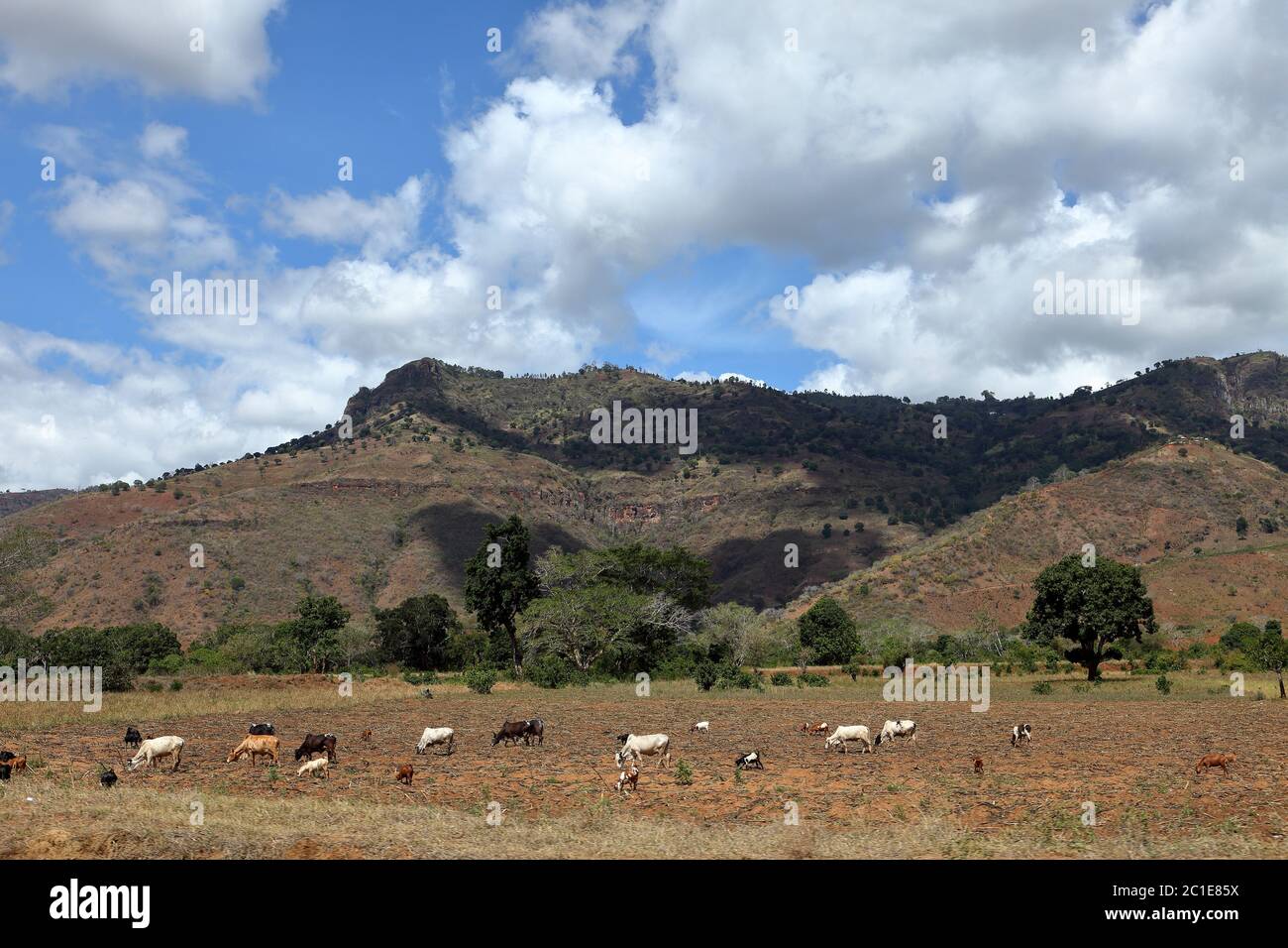 Cows and cattle in Tanzania Stock Photo
