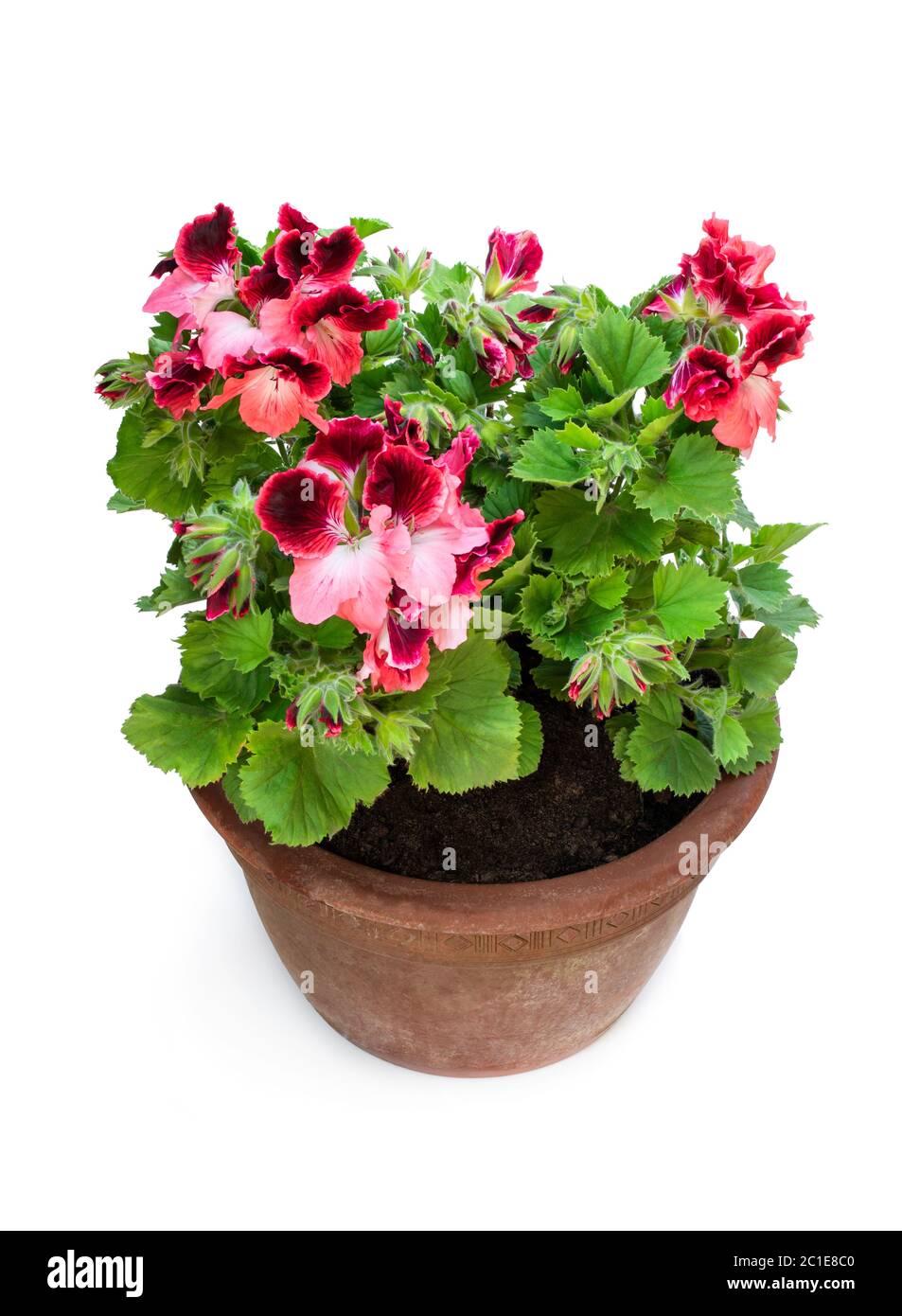 Colorful  Pelargonium flowers in old clay flowerpot isolated on white Stock Photo