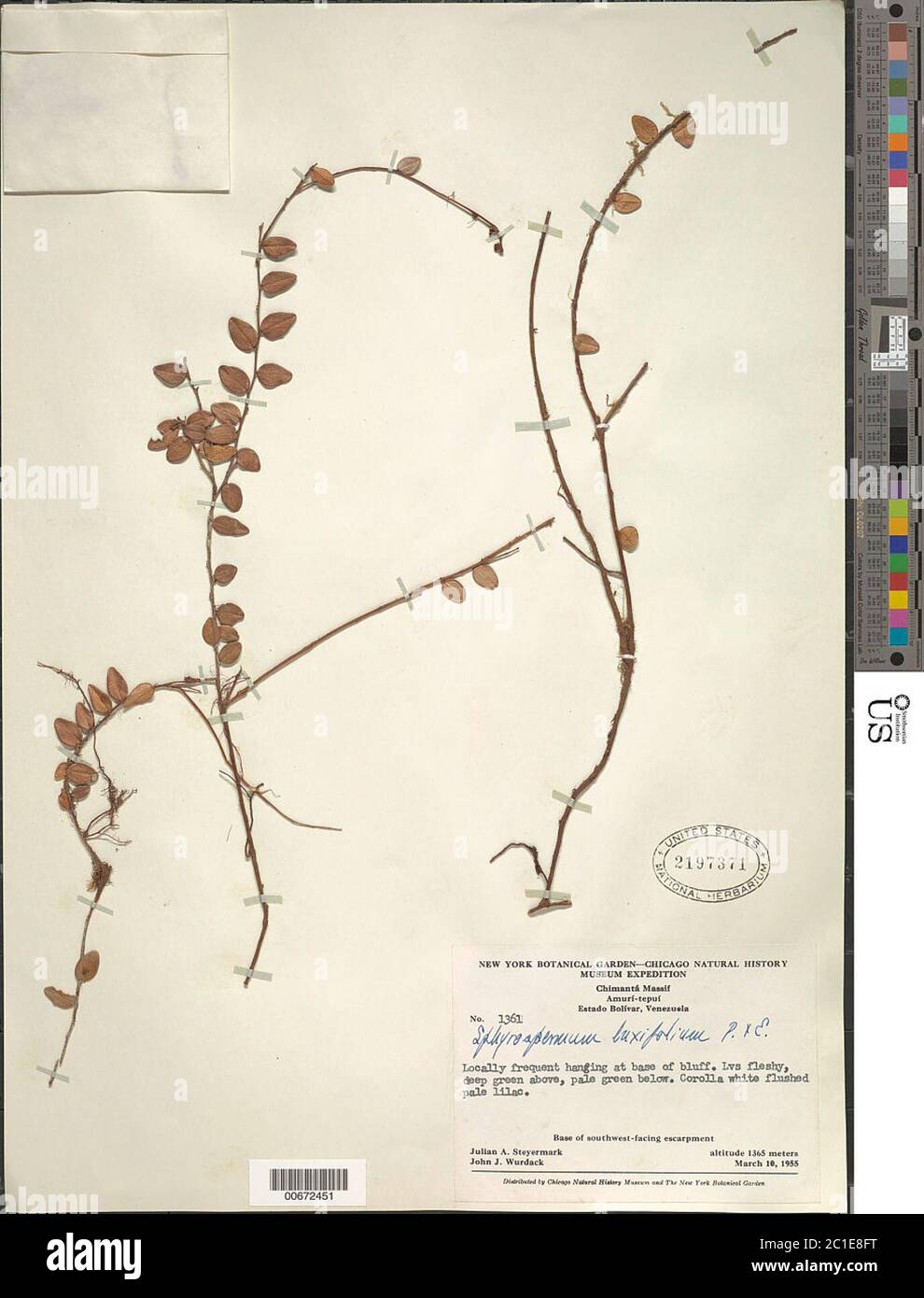 Sphyrospermum buxifolium Poepp Endl Sphyrospermum buxifolium Poepp Endl. Stock Photo