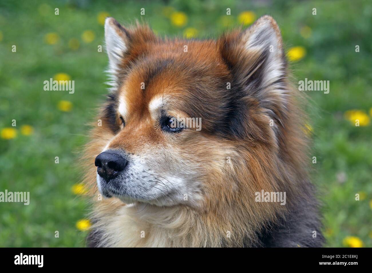 my old eurasian dog prince Stock Photo