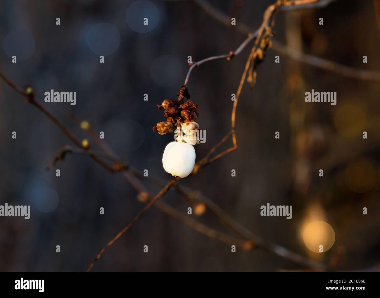 The last of its kind - snowberry Stock Photo