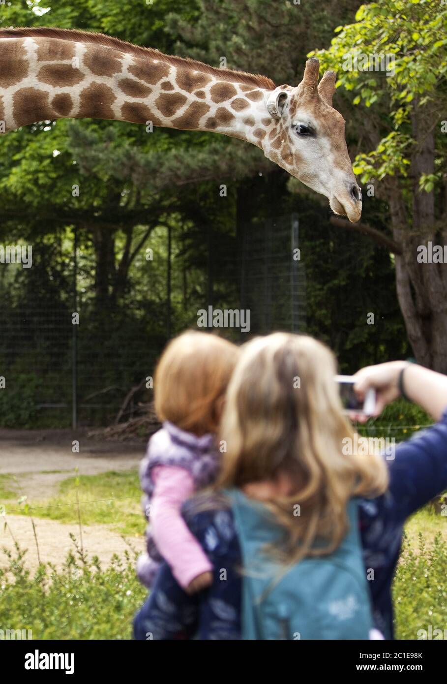 Angolan giraffe (Giraffa) mother with daughter taking fotos of the giraffe in a zoo, Dortmund Europe Stock Photo