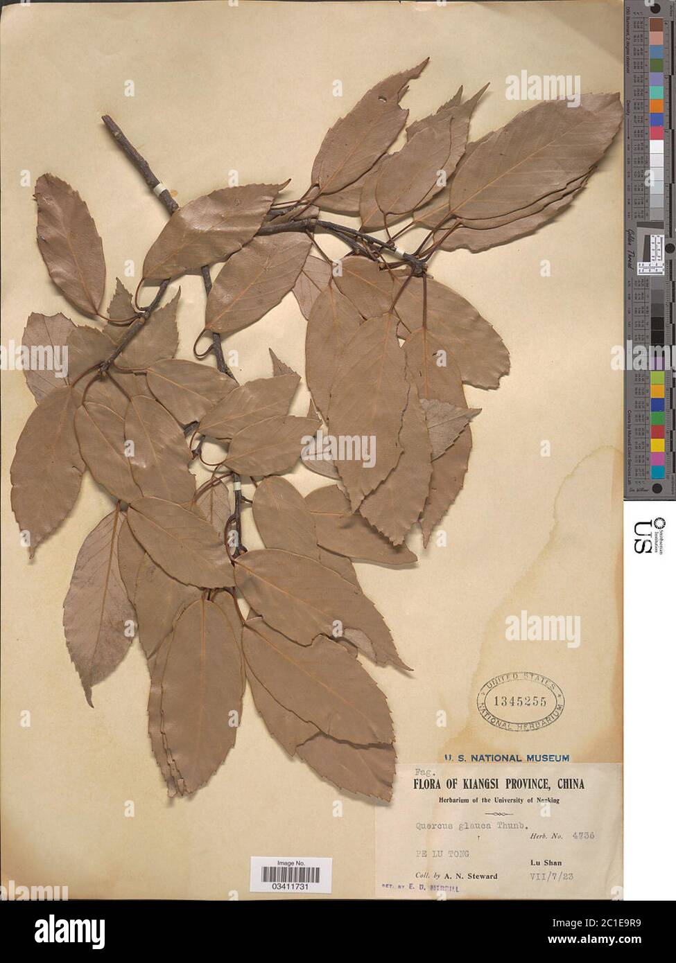 Quercus glauca Quercus glauca Stock Photo Alamy