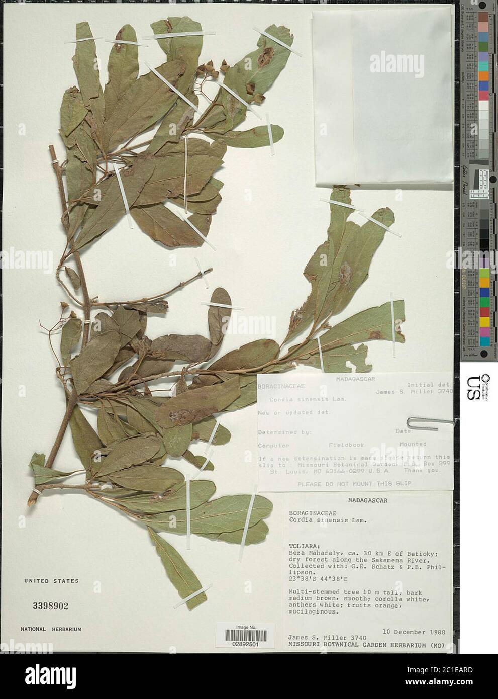 Cordia sinensis Lam Cordia sinensis Lam Stock Photo Alamy