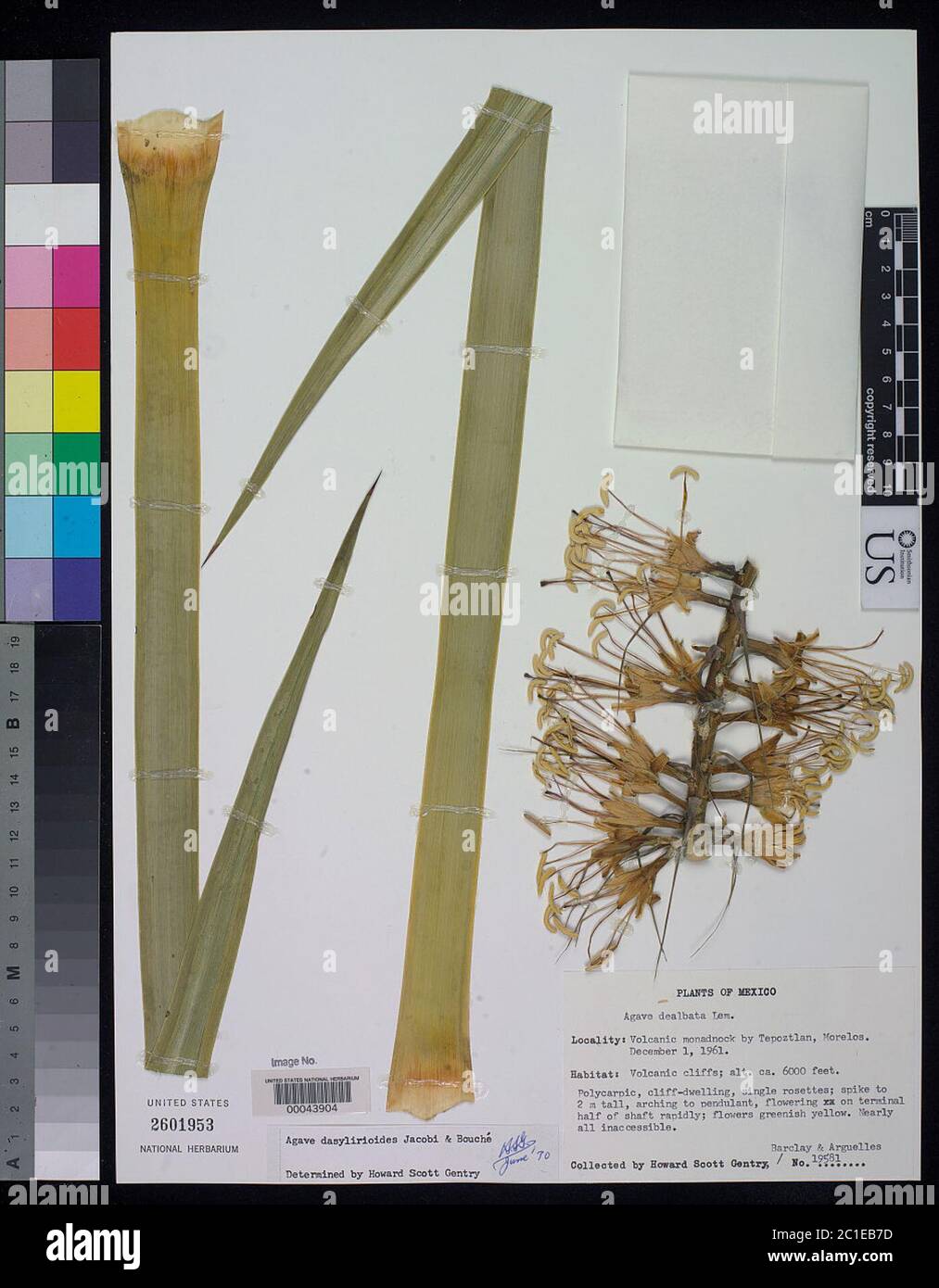 Agave dasylirioides hi-res stock photography and images - Alamy