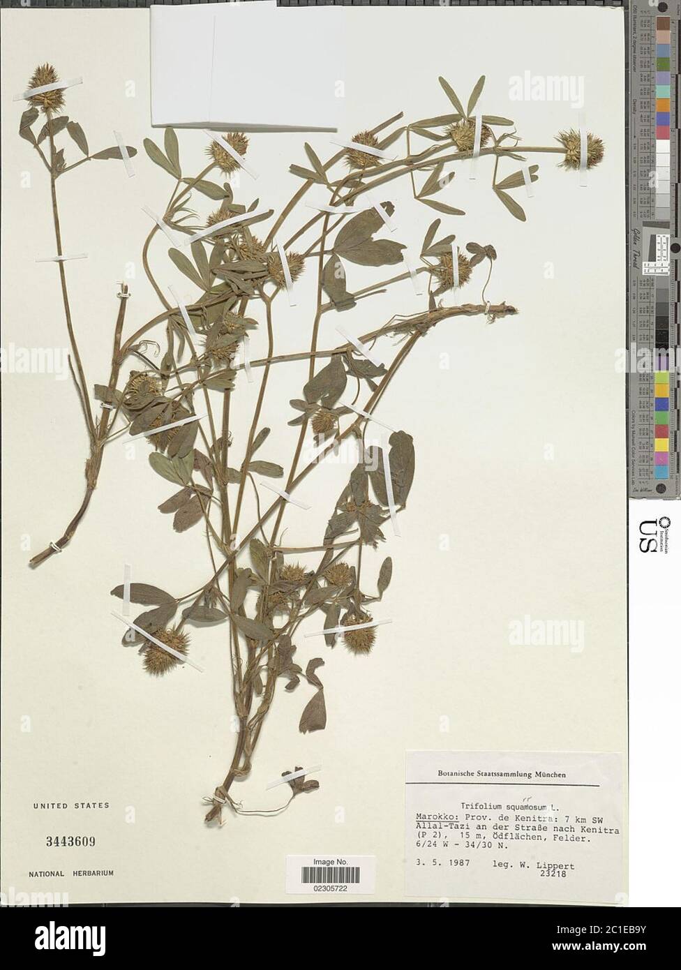 Trifolium squarrosum L Trifolium squarrosum L. Stock Photo