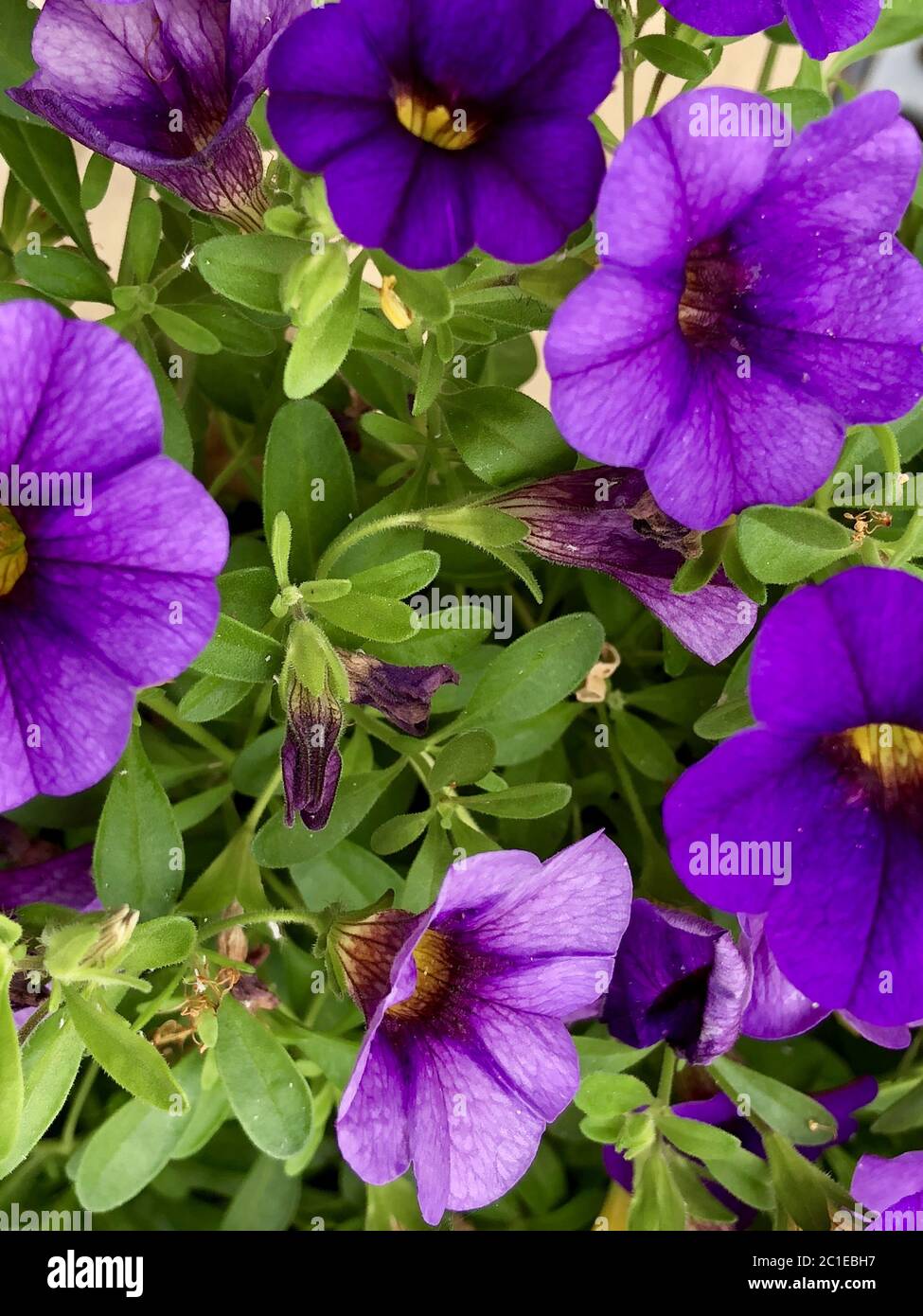 Purple mini petunia flowers Stock Photo