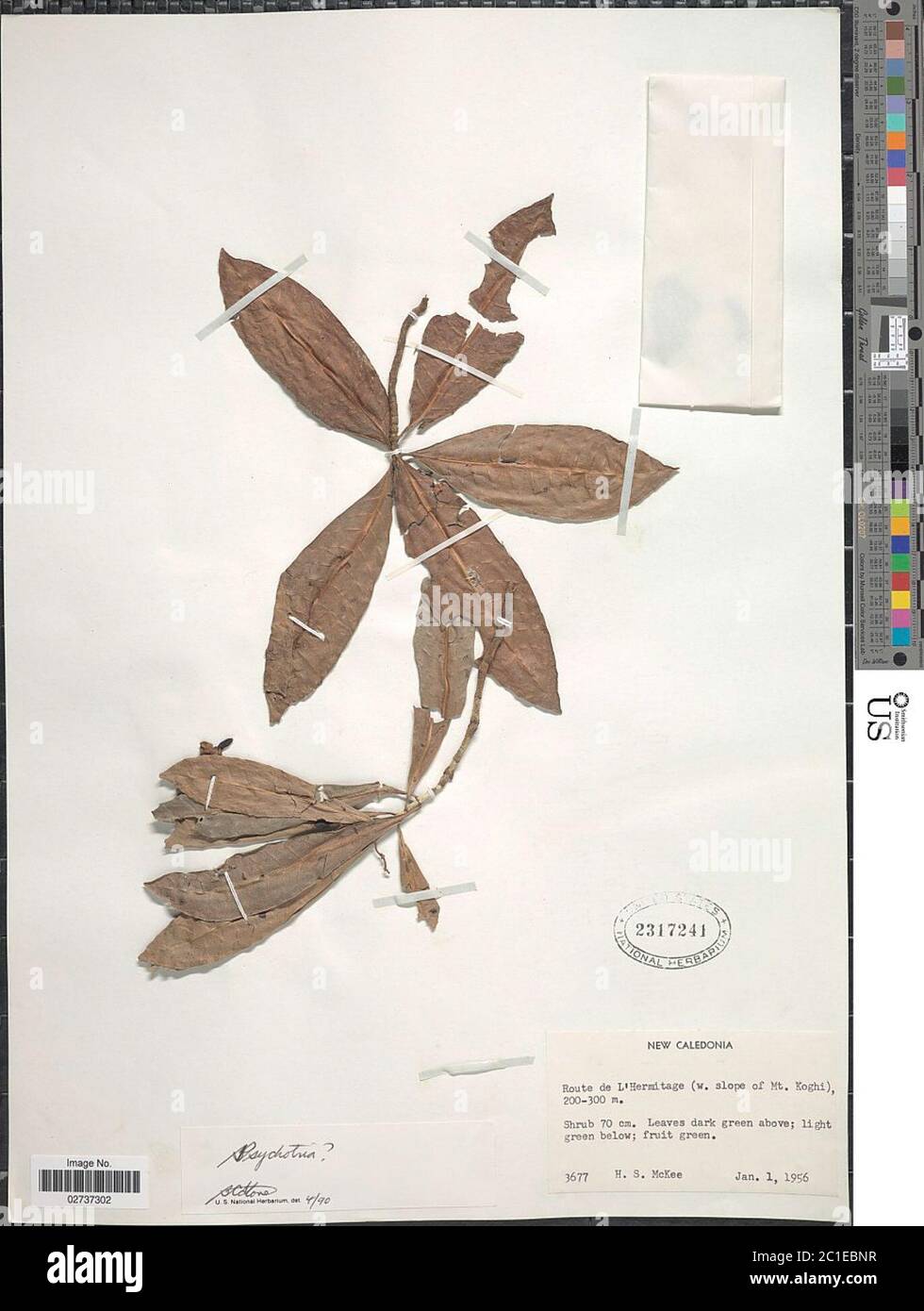 Psychotria sp Psychotria sp. Stock Photo