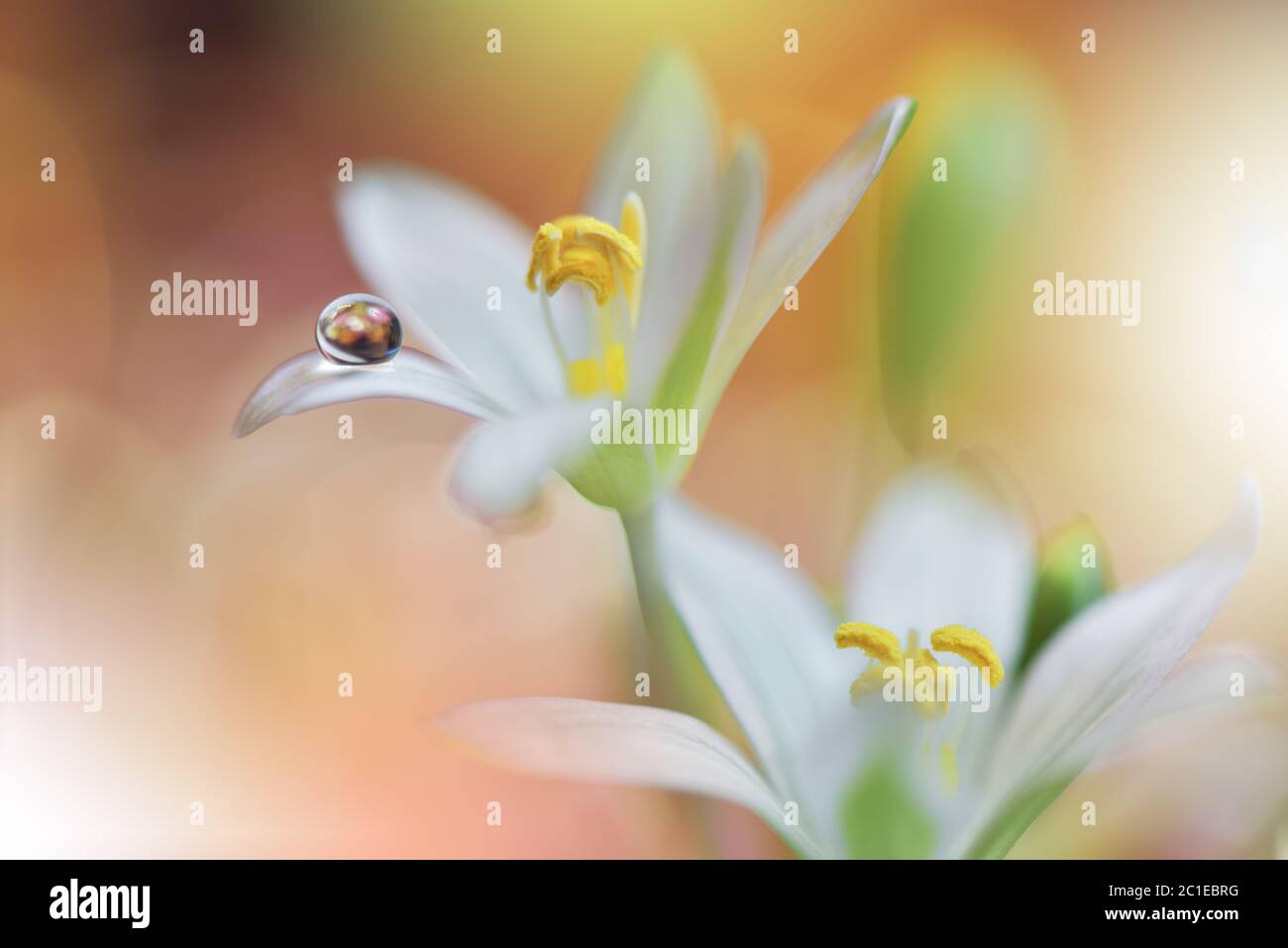 Beautiful flowers reflected in the water,artistic concept.Tranquil abstract closeup art photography.Floral fantasy design. Stock Photo