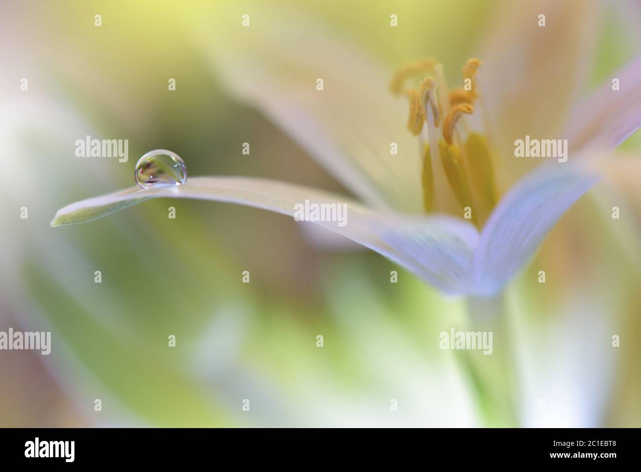 Beautiful flowers reflected in the water,artistic concept.Tranquil abstract closeup art photography.Floral fantasy design. Stock Photo