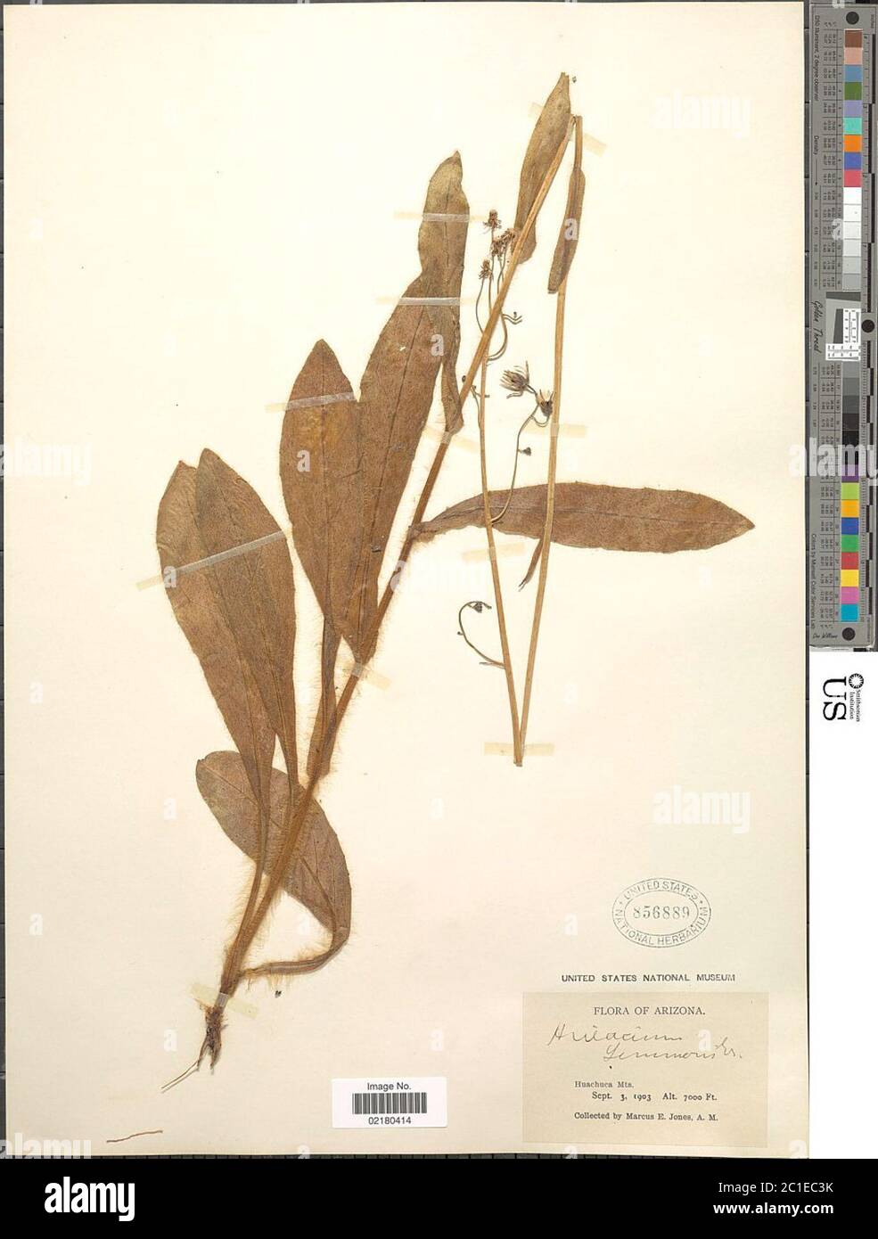 Hieracium lemmonii A Gray Hieracium lemmonii A Gray. Stock Photo