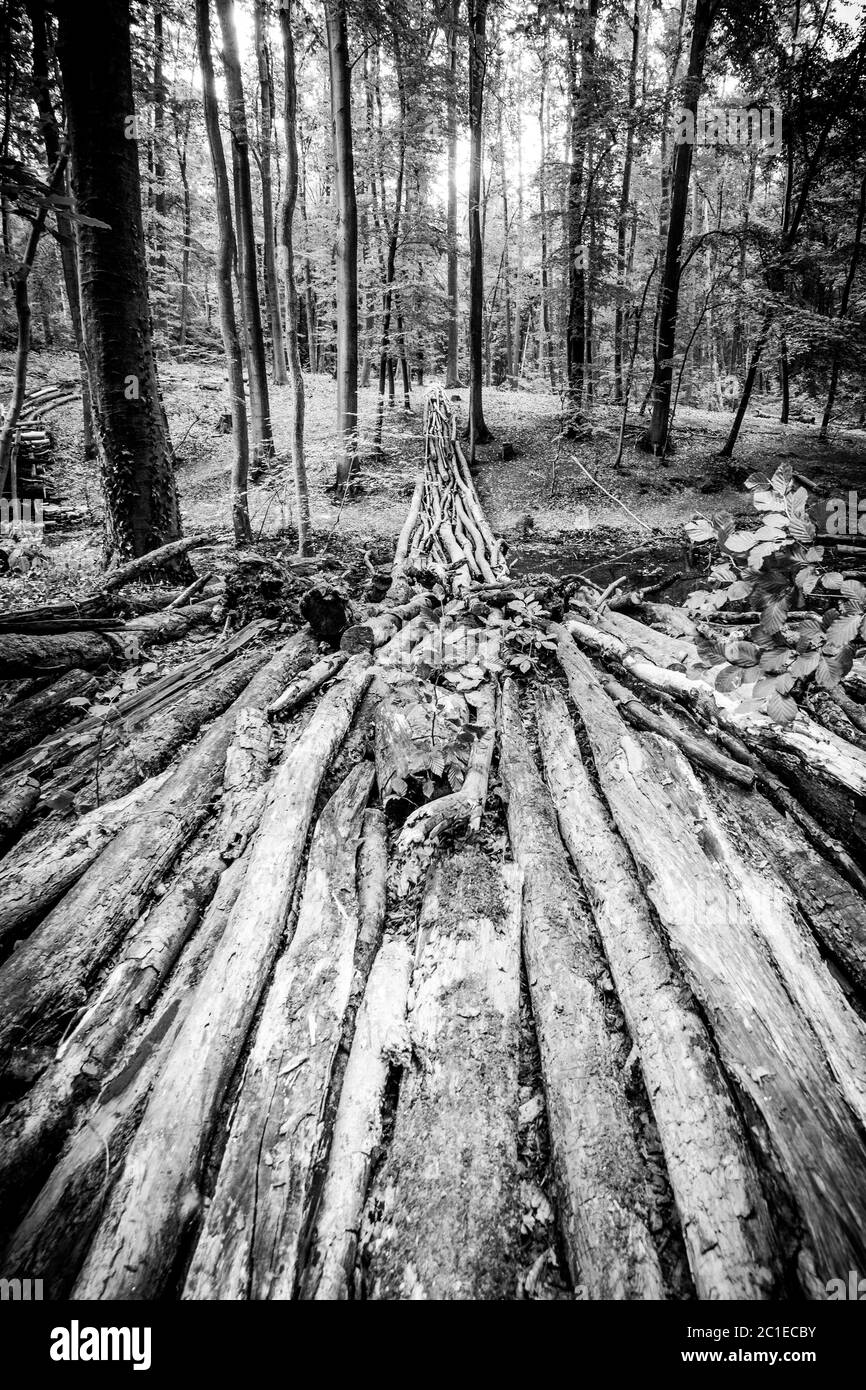 Way out of tree trunks fading in the woods in black and white Stock Photo