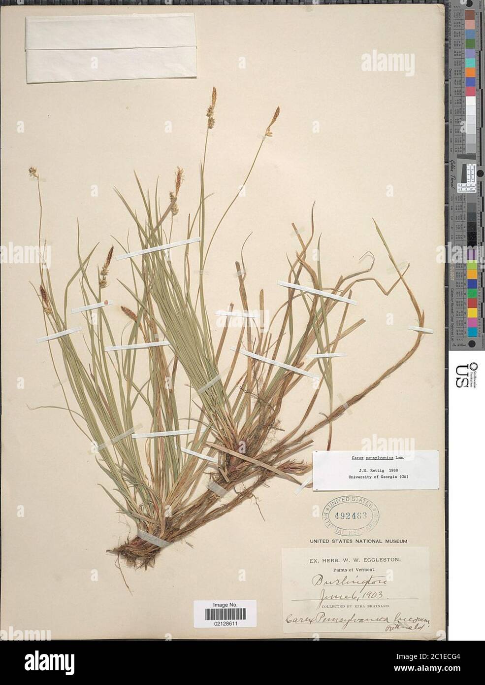 Carex pensylvanica Lam Carex pensylvanica Lam. Stock Photo