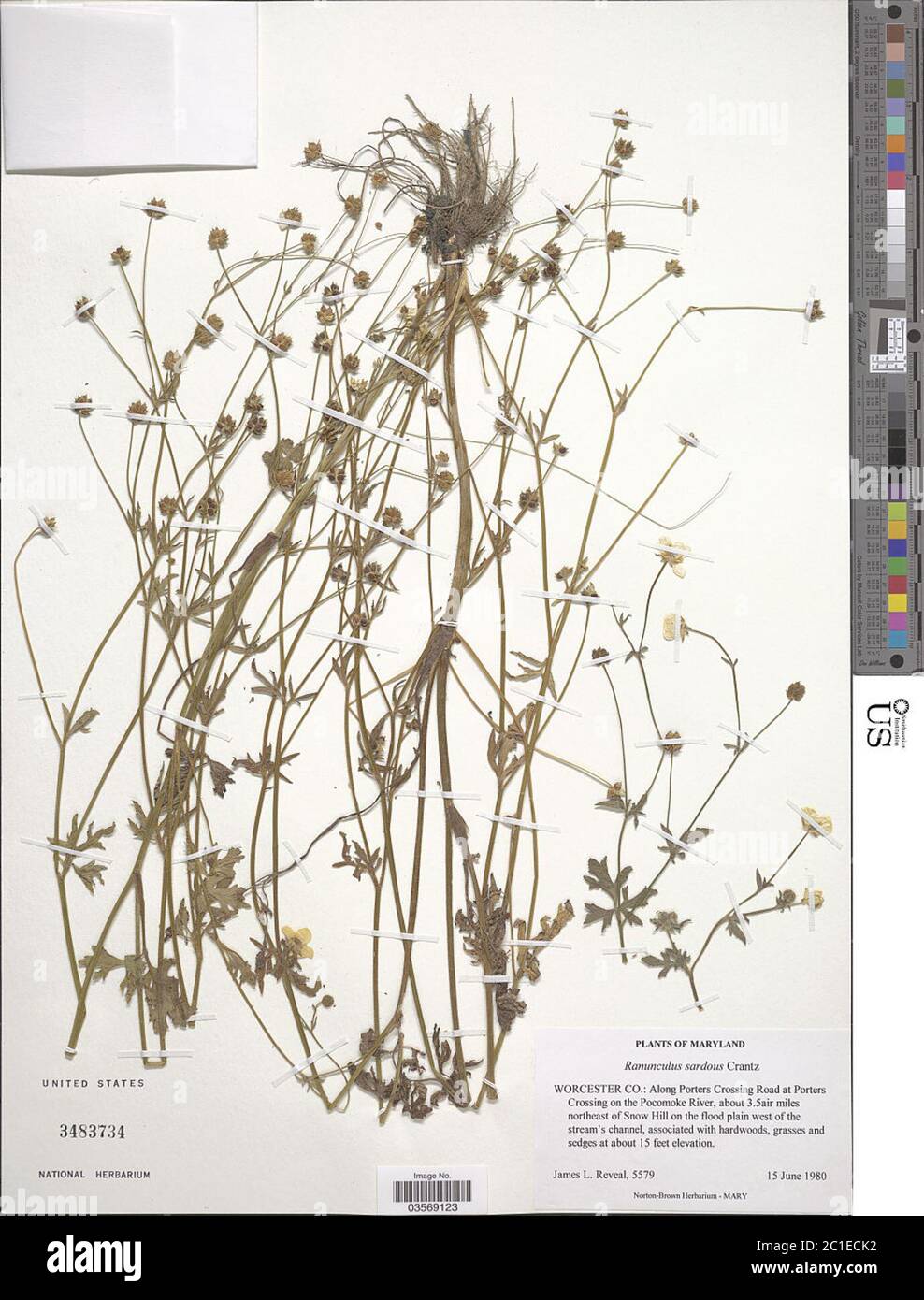 Ranunculus sardous Ranunculus sardous. Stock Photo
