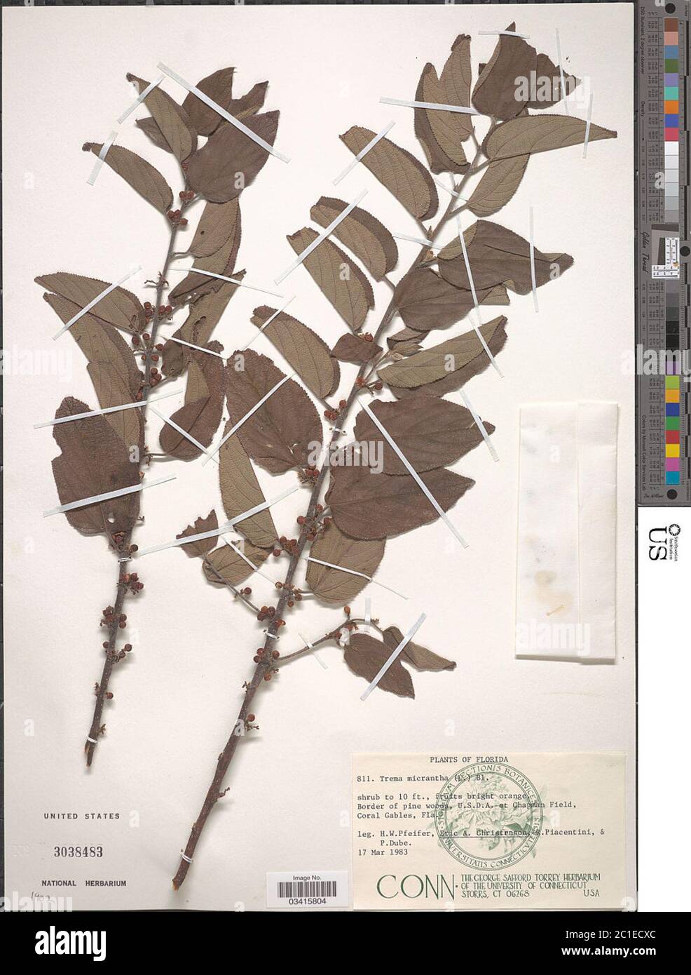 Trema floridana Britton ex Small Trema floridana Britton ex Small. Stock Photo
