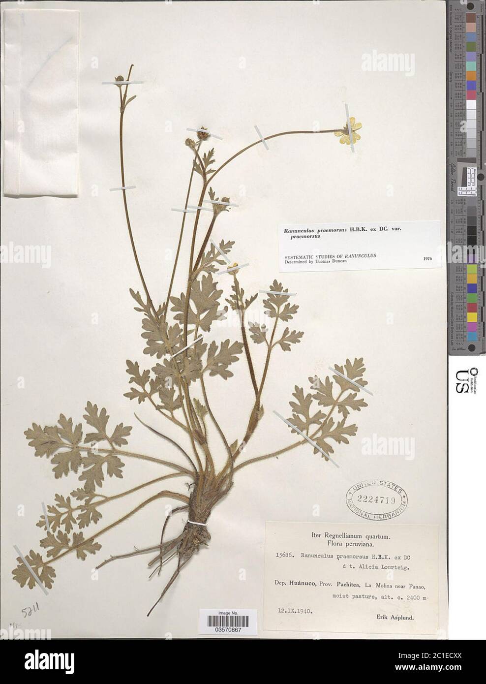 Ranunculus praemorsus Kunth ex DC Ranunculus praemorsus Kunth ex DC. Stock Photo