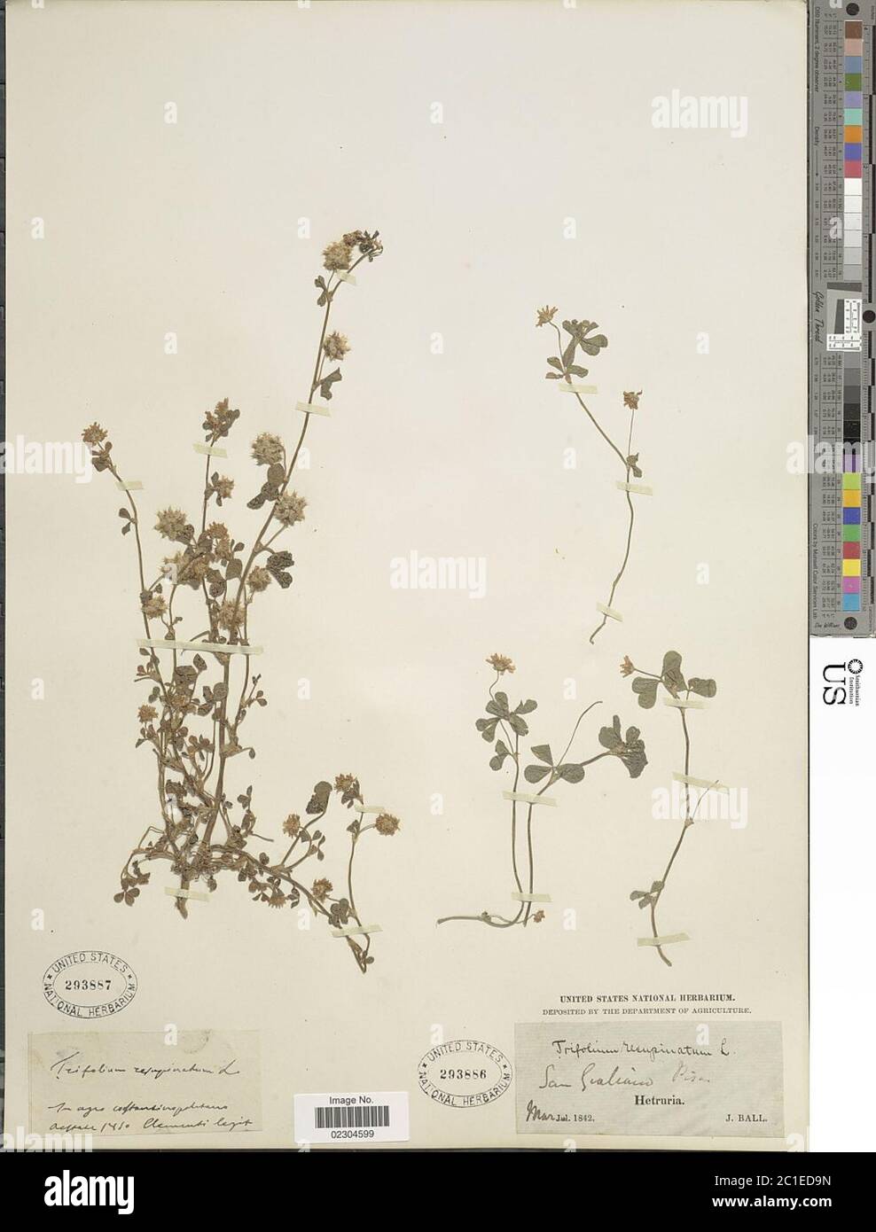 Trifolium resupinatum Trifolium resupinatum Stock Photo Alamy